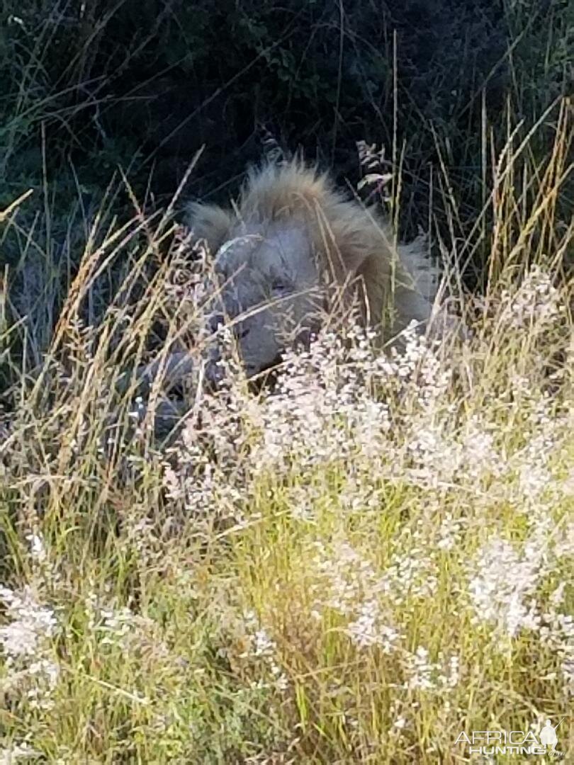 Lion Wildlife Eastern Cape South Africa