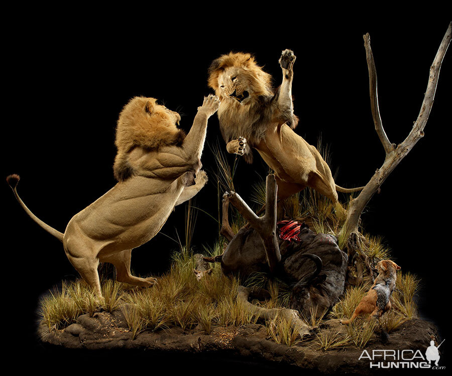 Lion with Buffalo kill & Jackal Full Mount Taxidermy