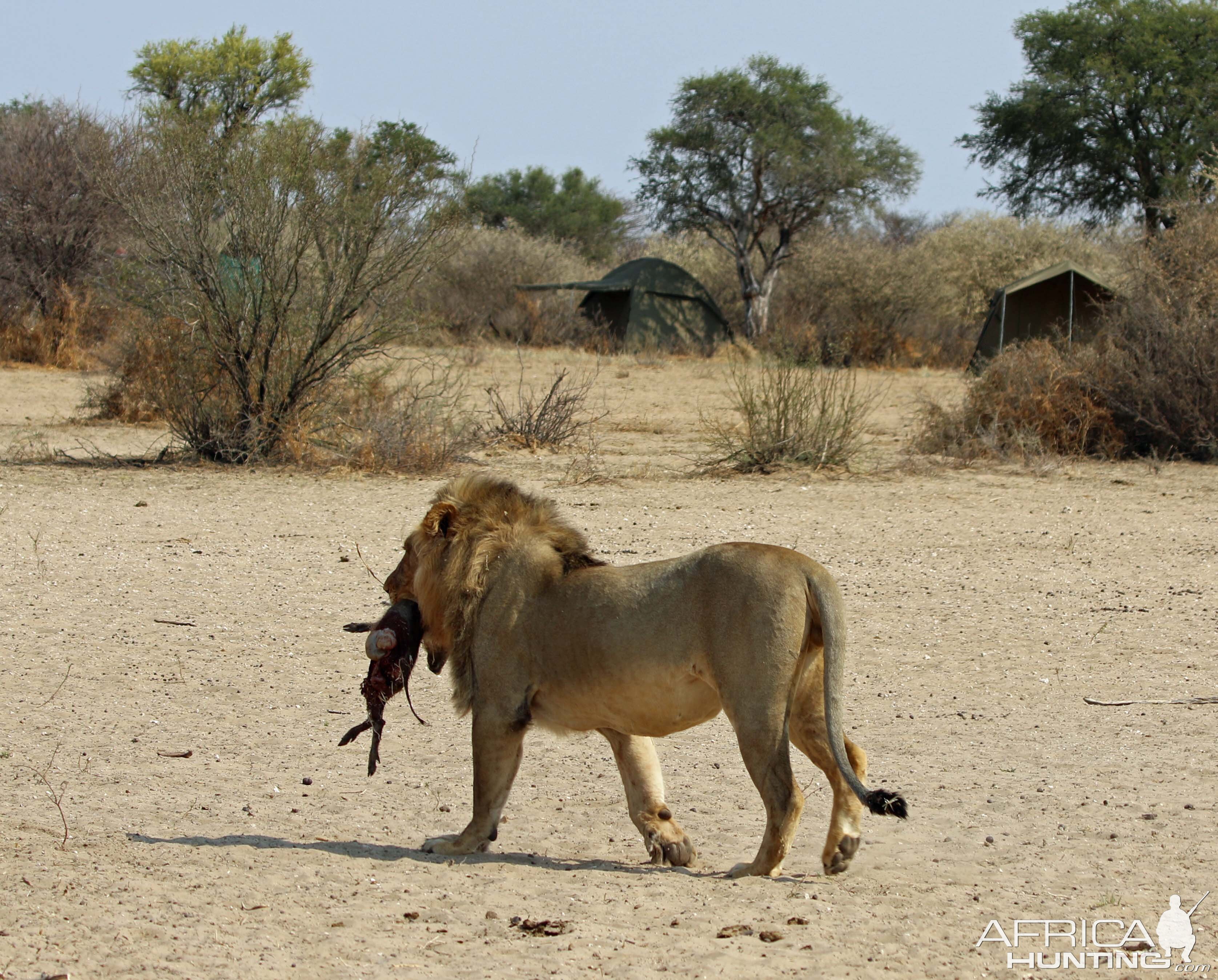 Lion with fresh kill strides past our fly camp