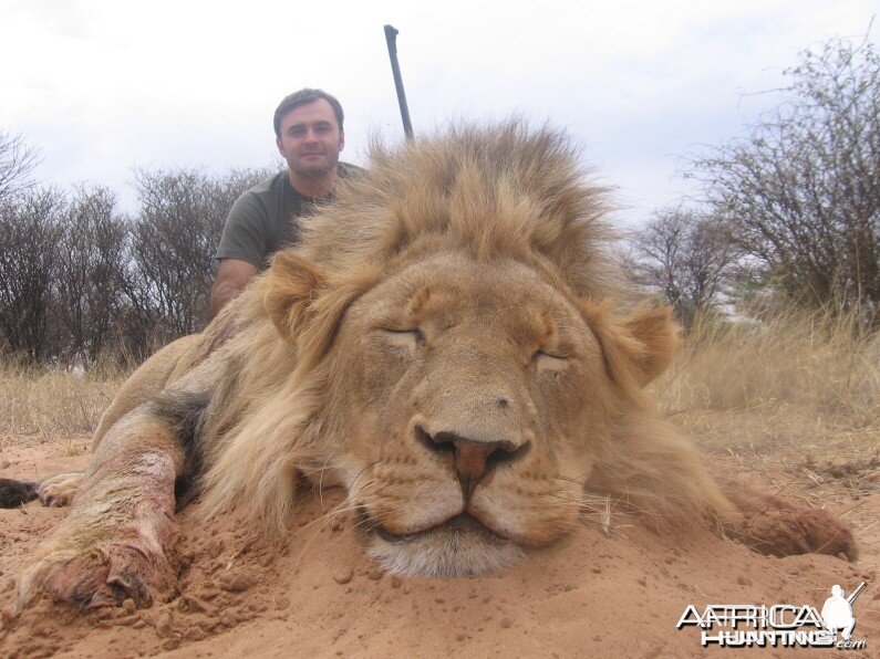 Lion with Savanna Hunting Safaris