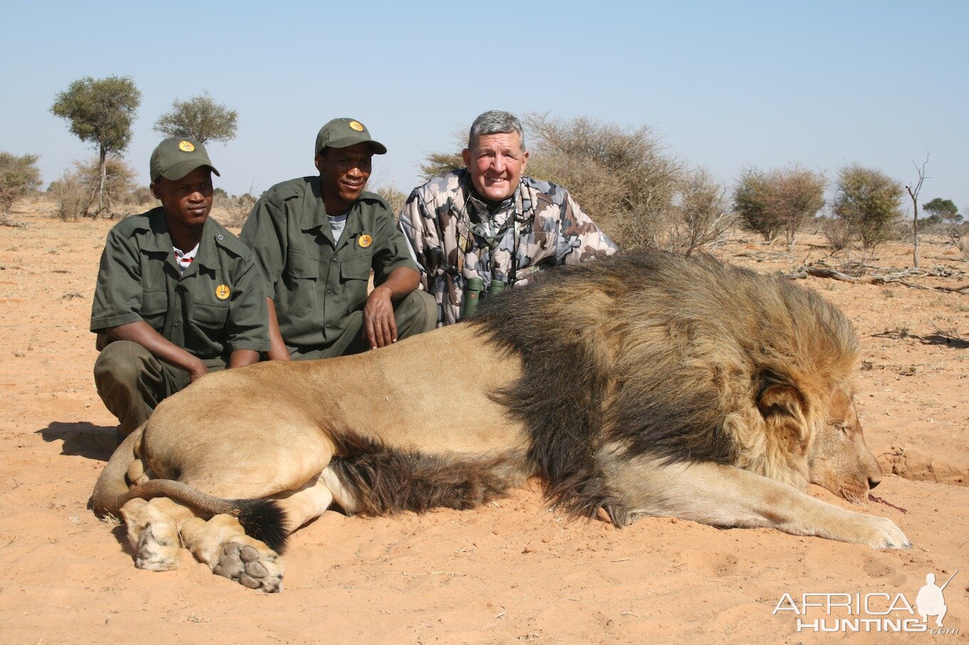 Lion with trackers