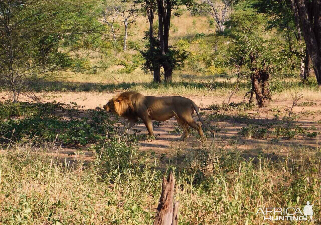 Lion Zambia