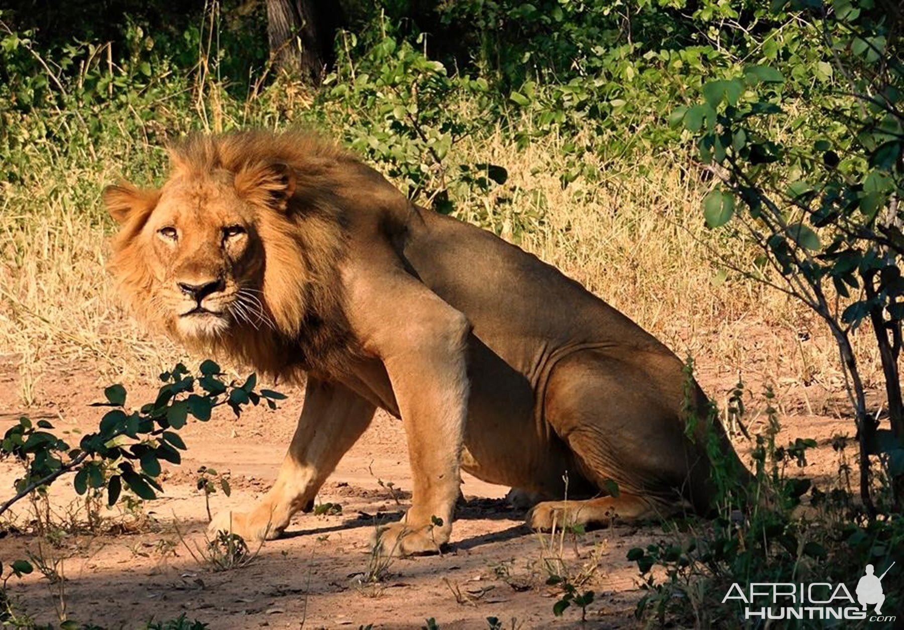 Lion Zambia