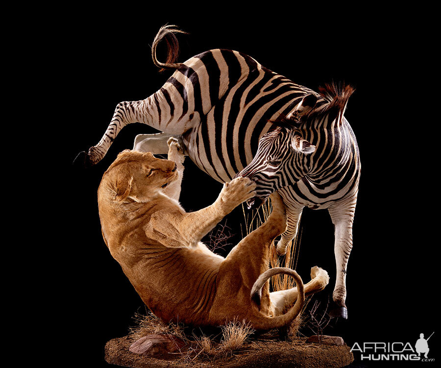 Lion & Zebra Full Mount Taxidermy