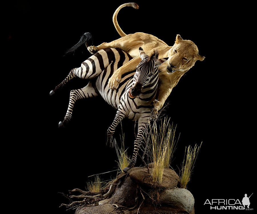 Lion & Zebra Full Mount Taxidermy