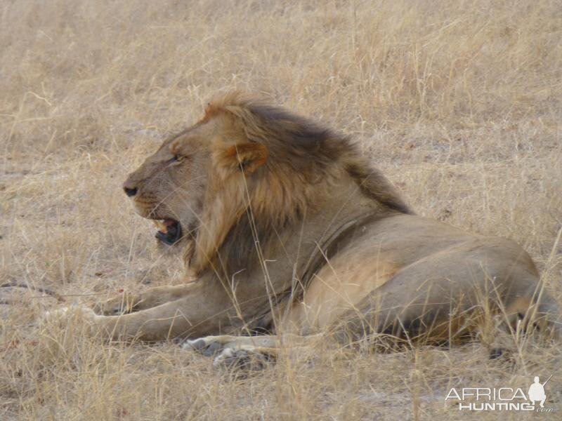 Lion Zimbabwe Wildlife