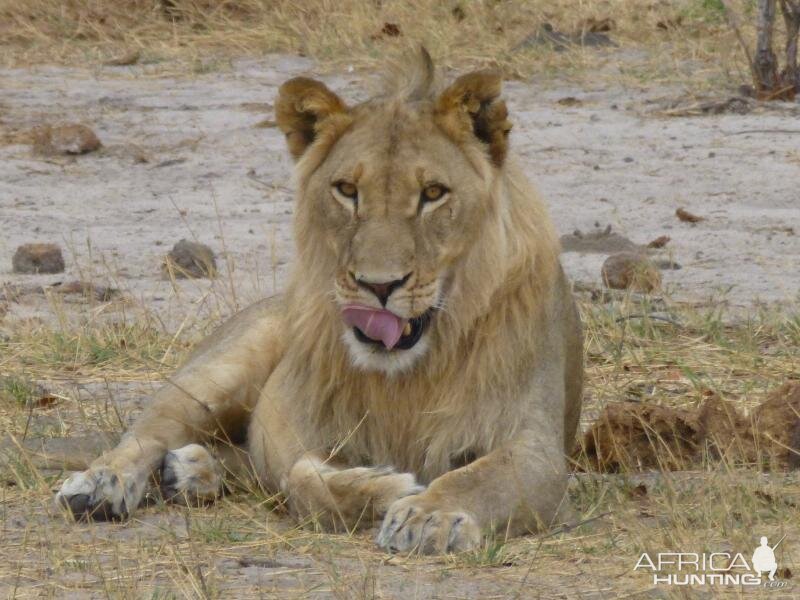 Lion Zimbabwe Wildlife