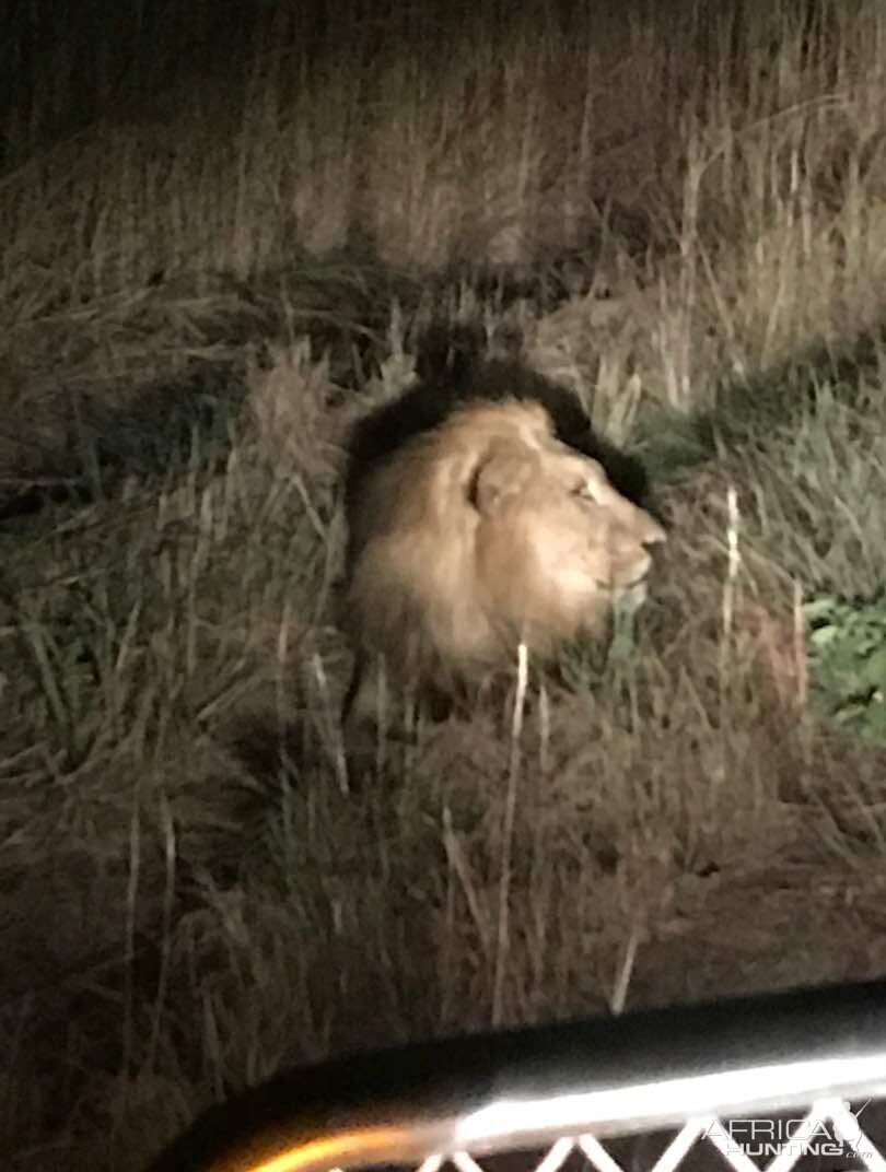 Lion Zimbabwe