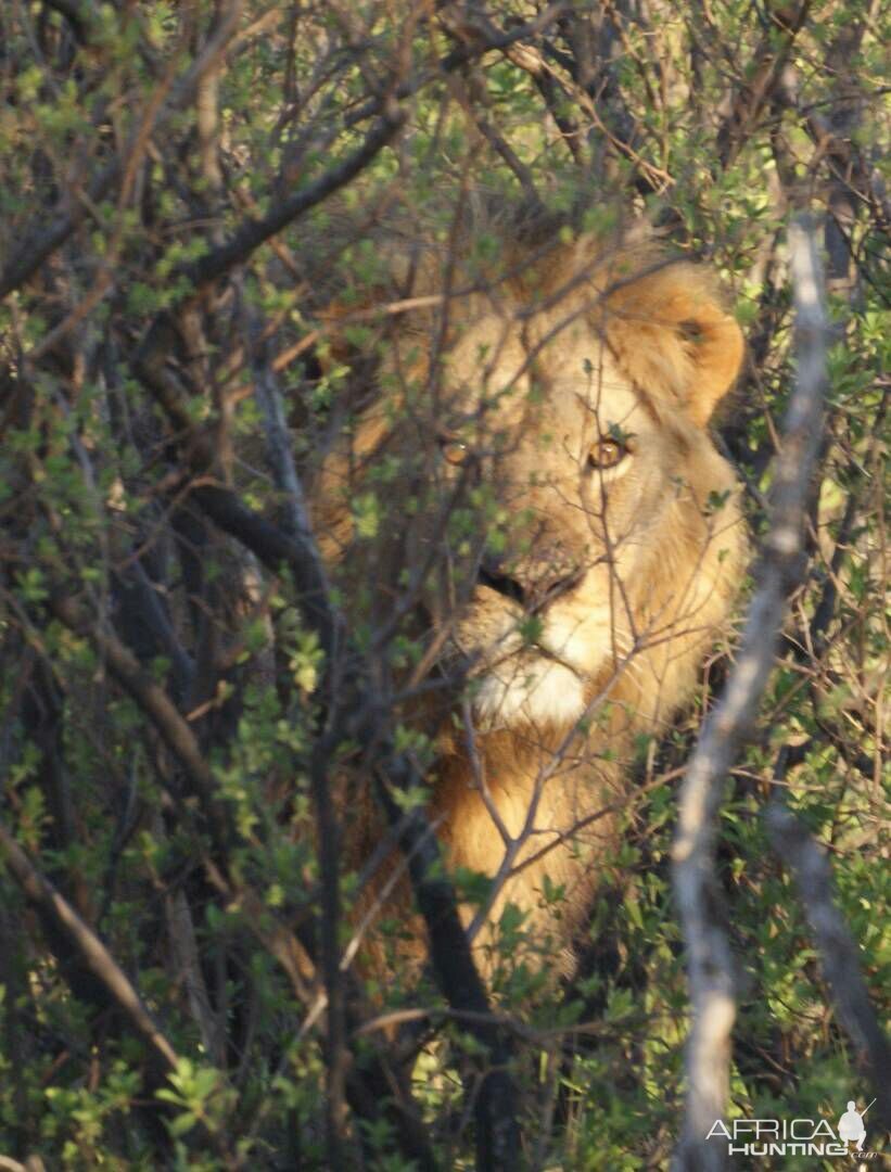 Lion Zimbabwe