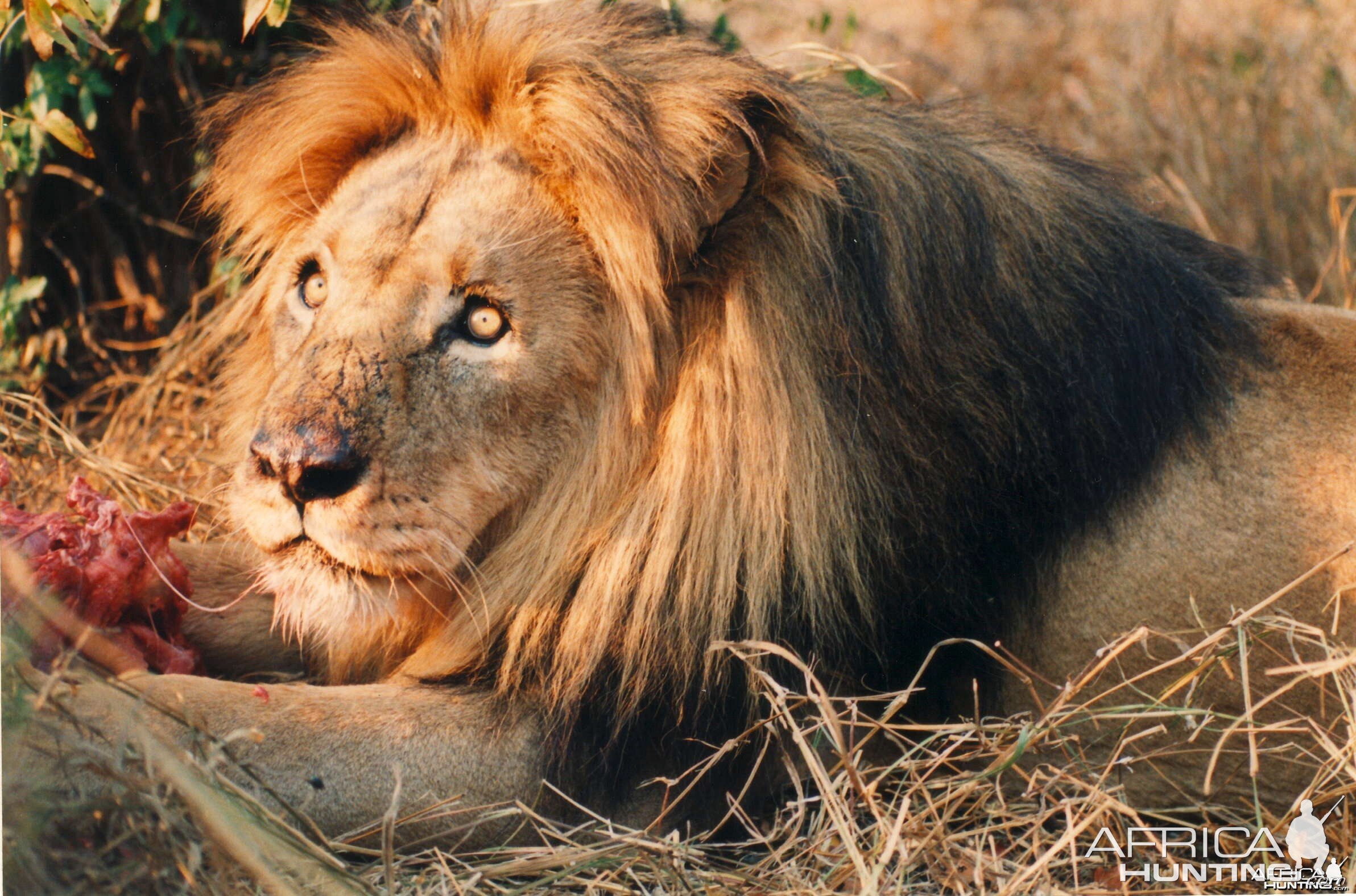 Lion Zimbabwe