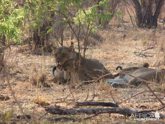 Lioness and Cub