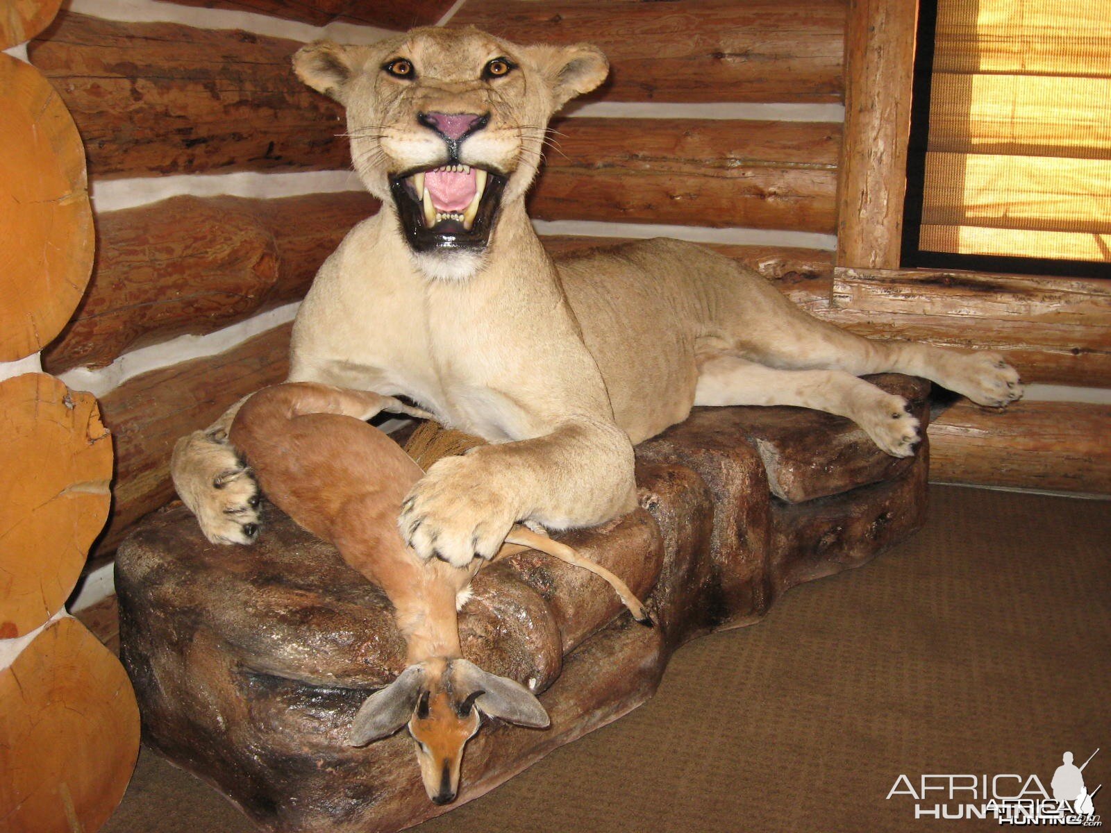 lioness and steenbok in prey scene