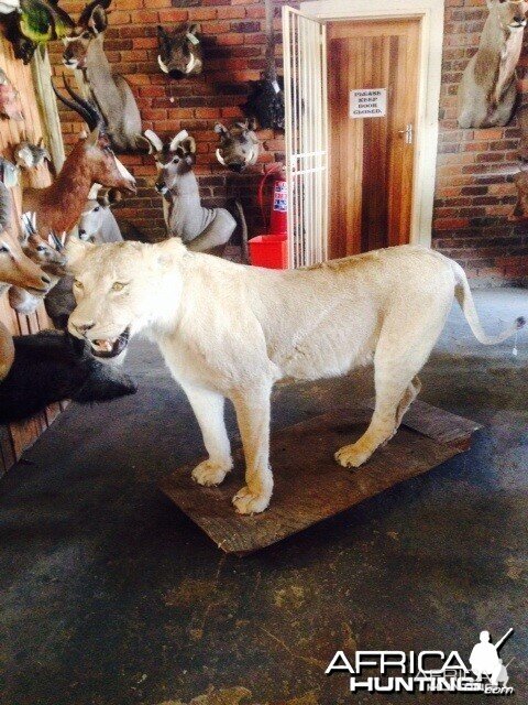 Lioness at Taxidermist