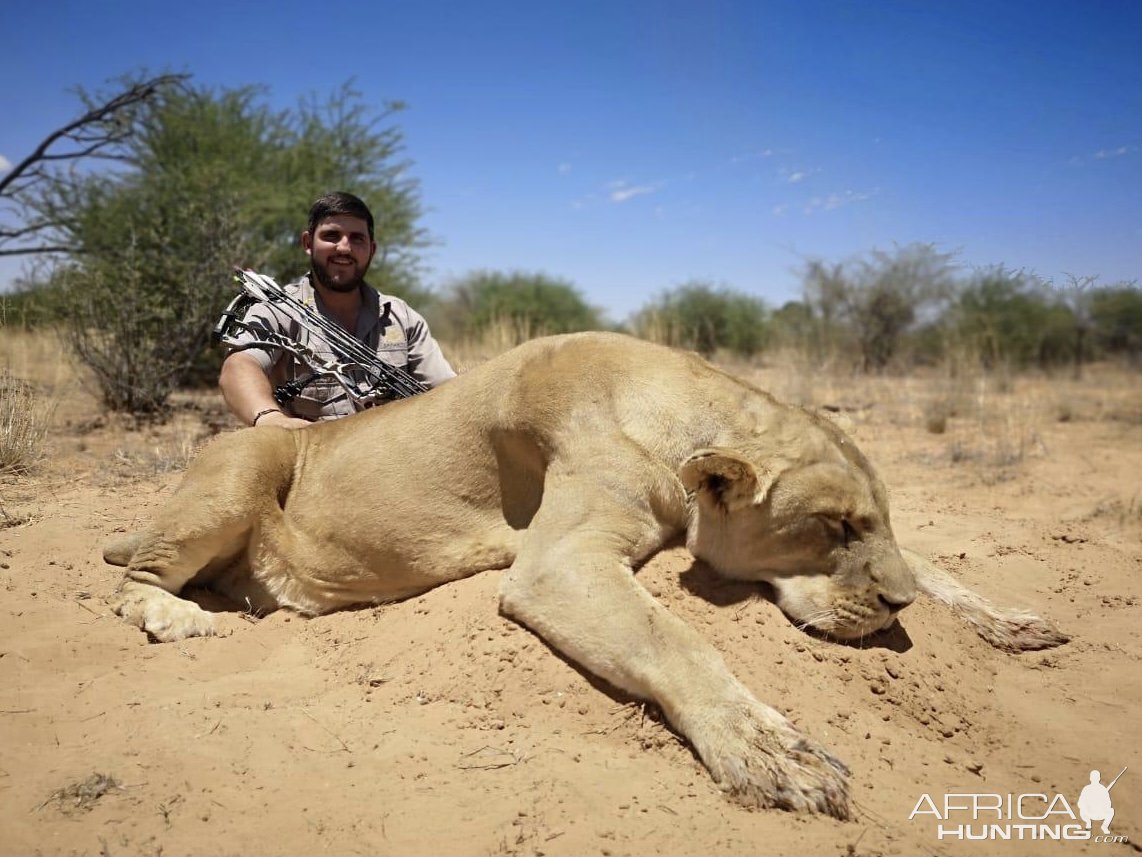 Lioness Bow Hunting Limpopo South Africa