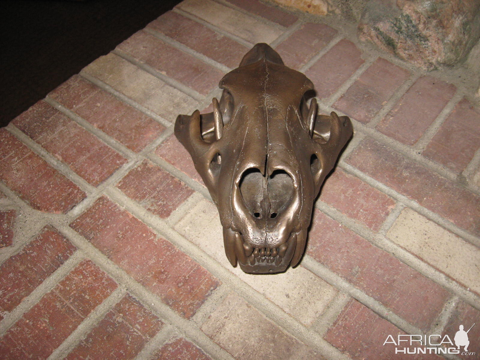 Lioness Bronzed Skull Taxidermy