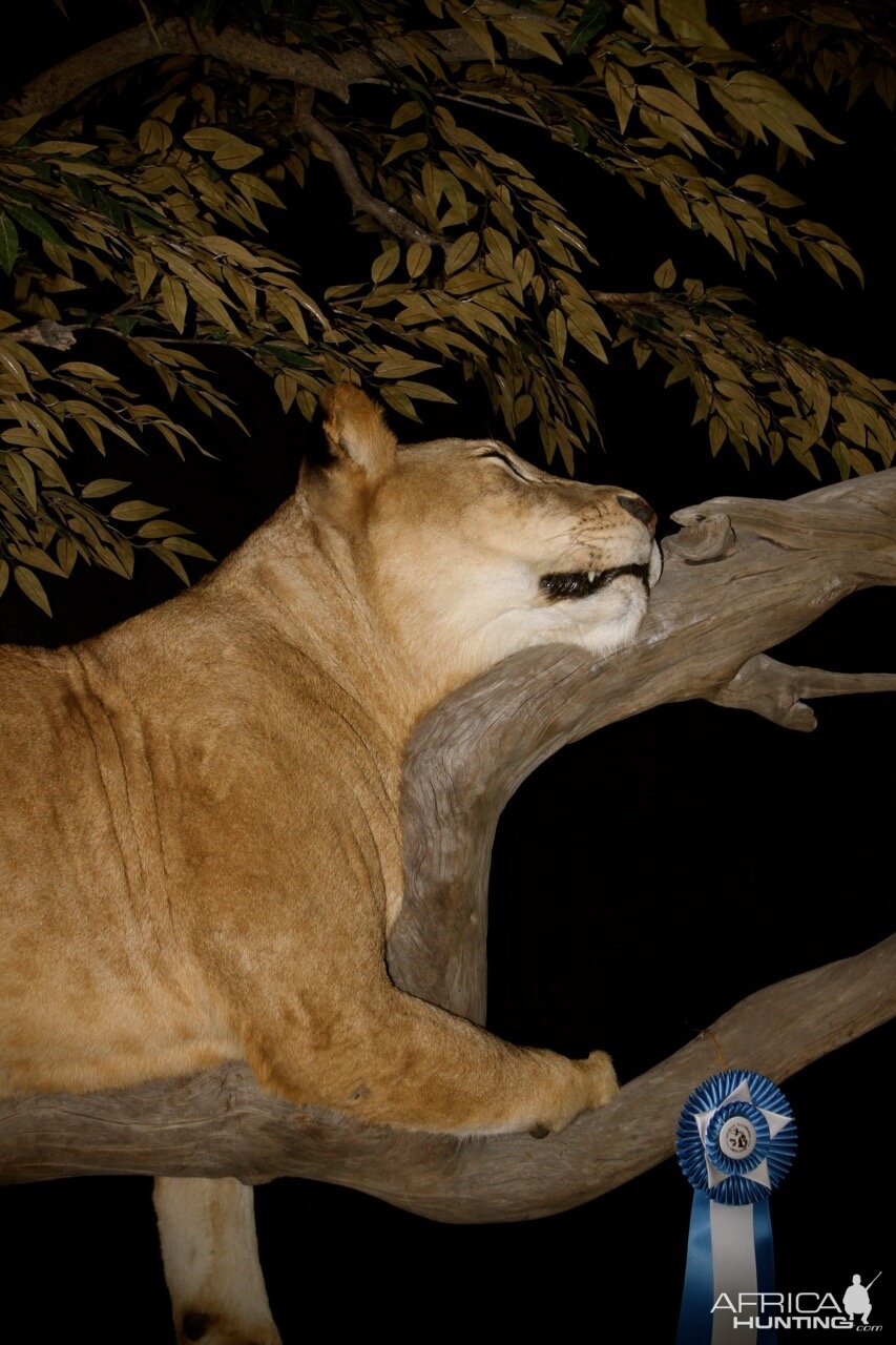 Lioness by The Artistry of Wildlife