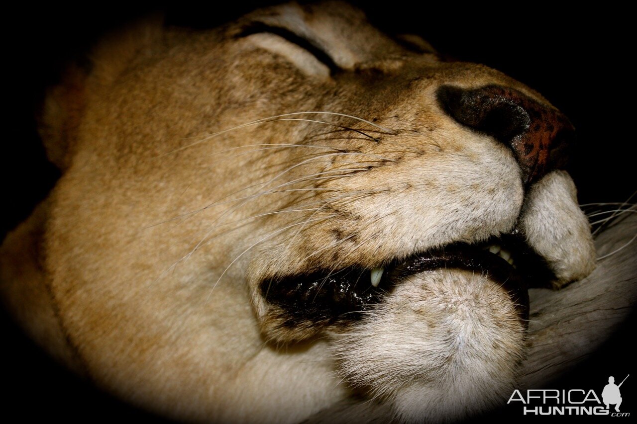 Lioness by The Artistry of Wildlife