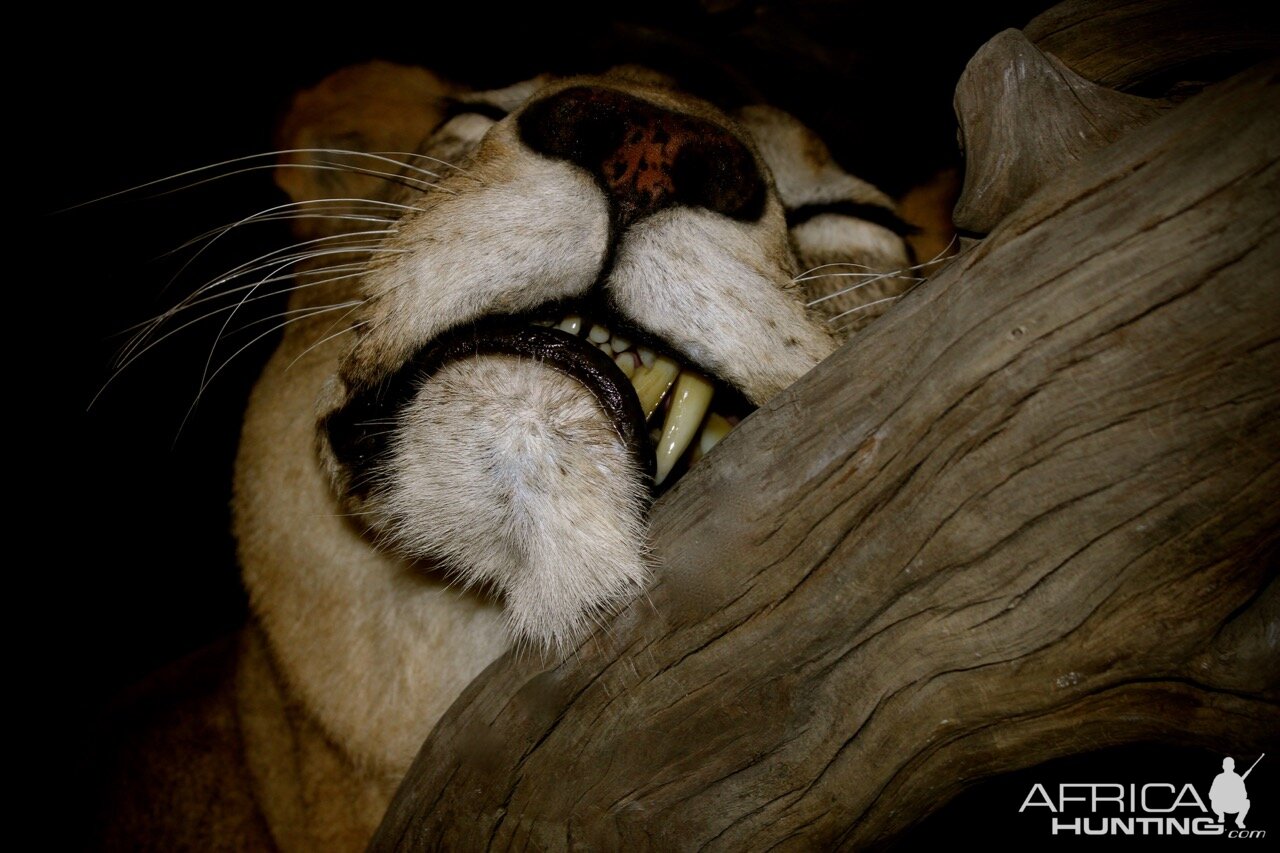 Lioness by The Artistry of Wildlife