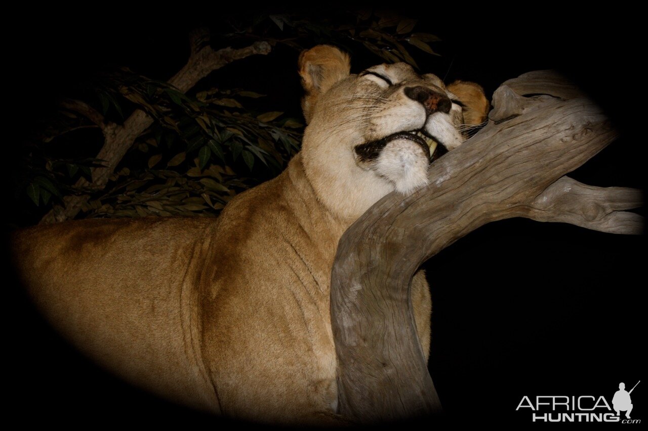 Lioness by The Artistry of Wildlife