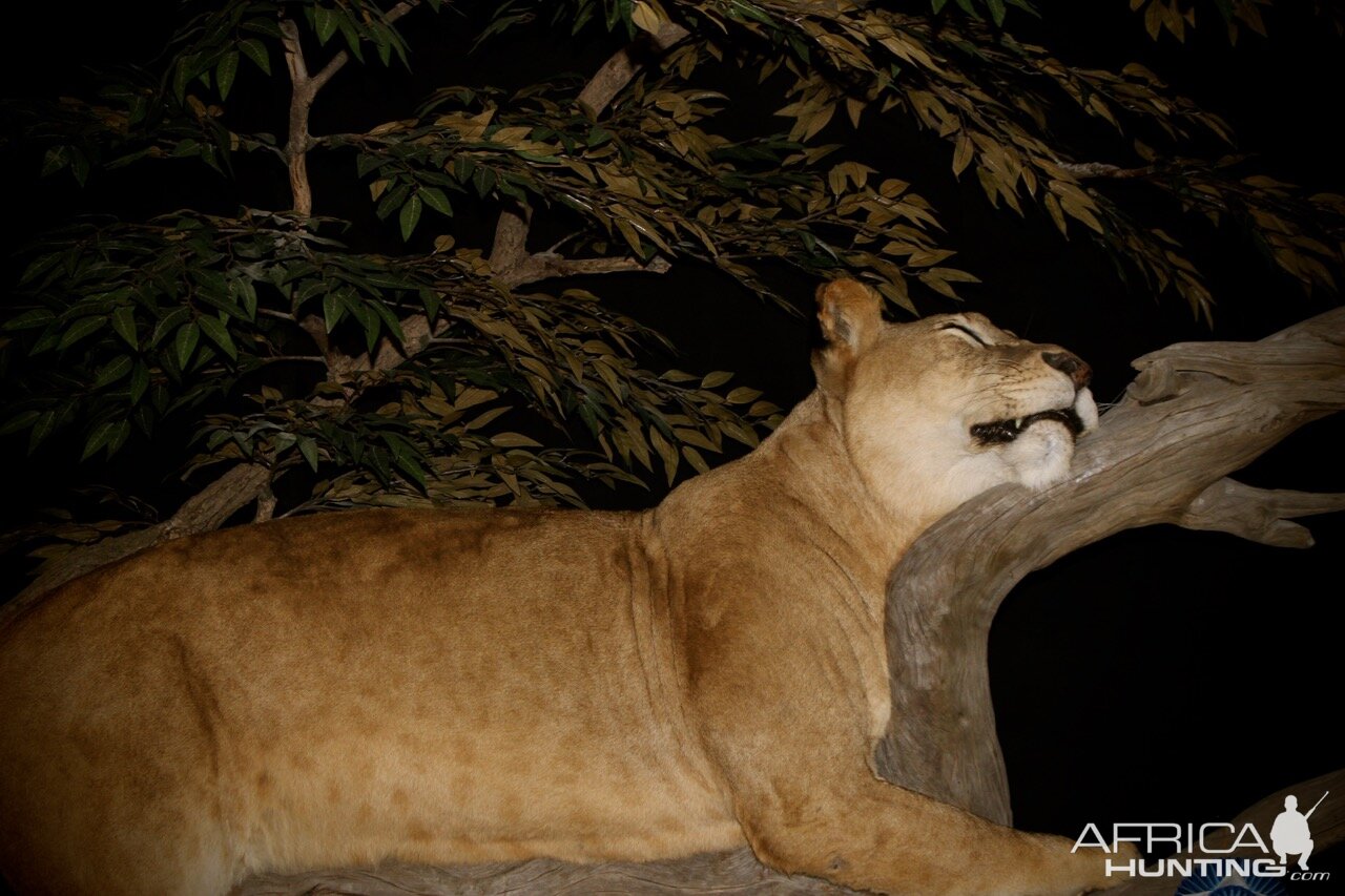 Lioness by The Artistry of Wildlife