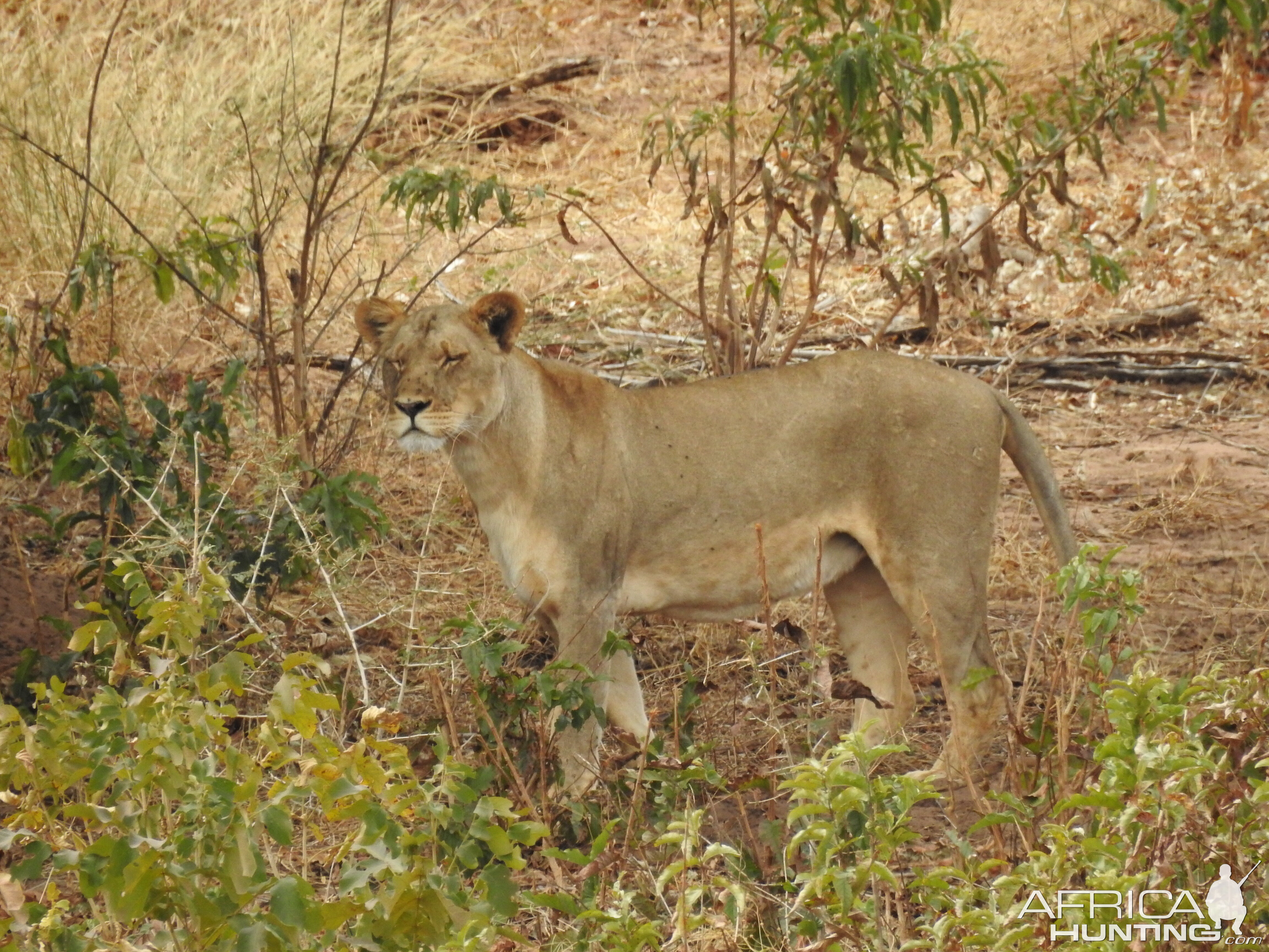 Lioness Chobe National Park Botswana