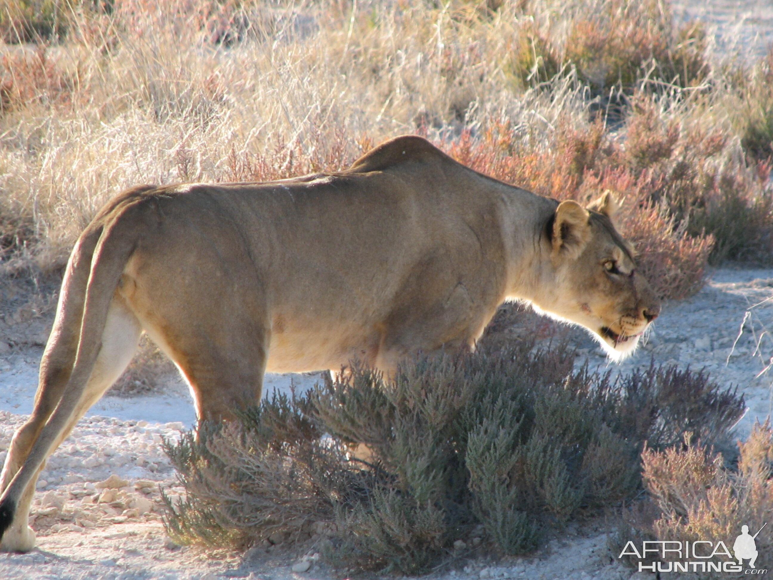 Lioness Etosha Namibia