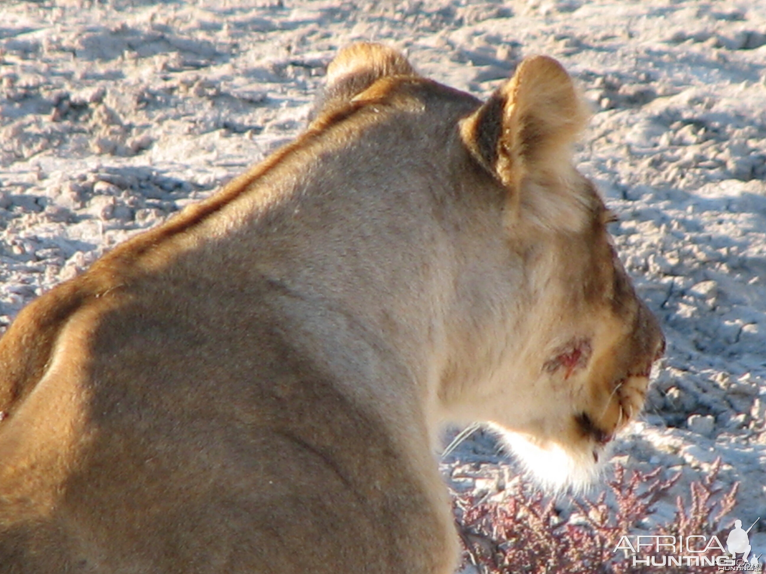 Lioness Etosha Namibia