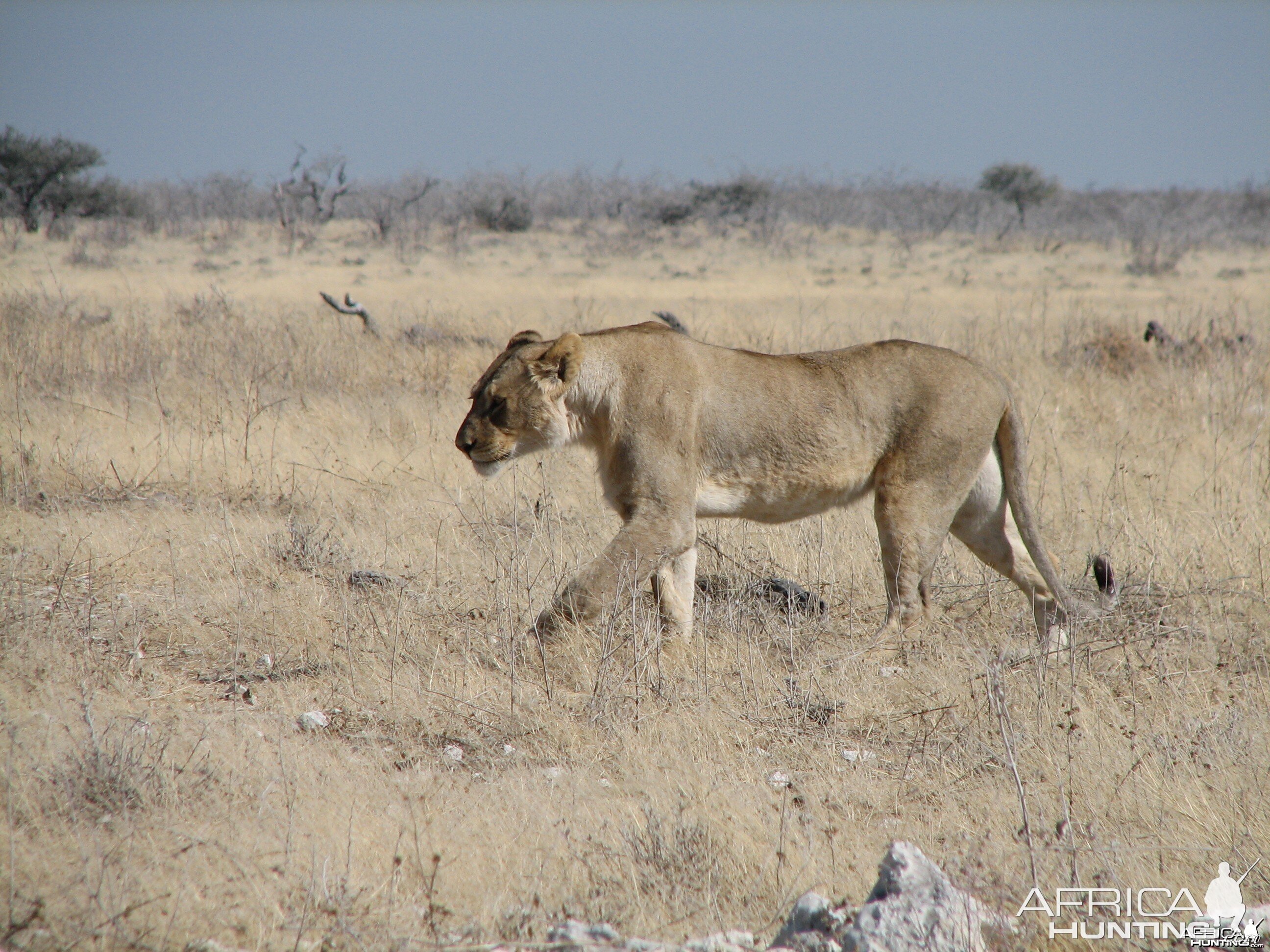 Lioness Etosha Namibia