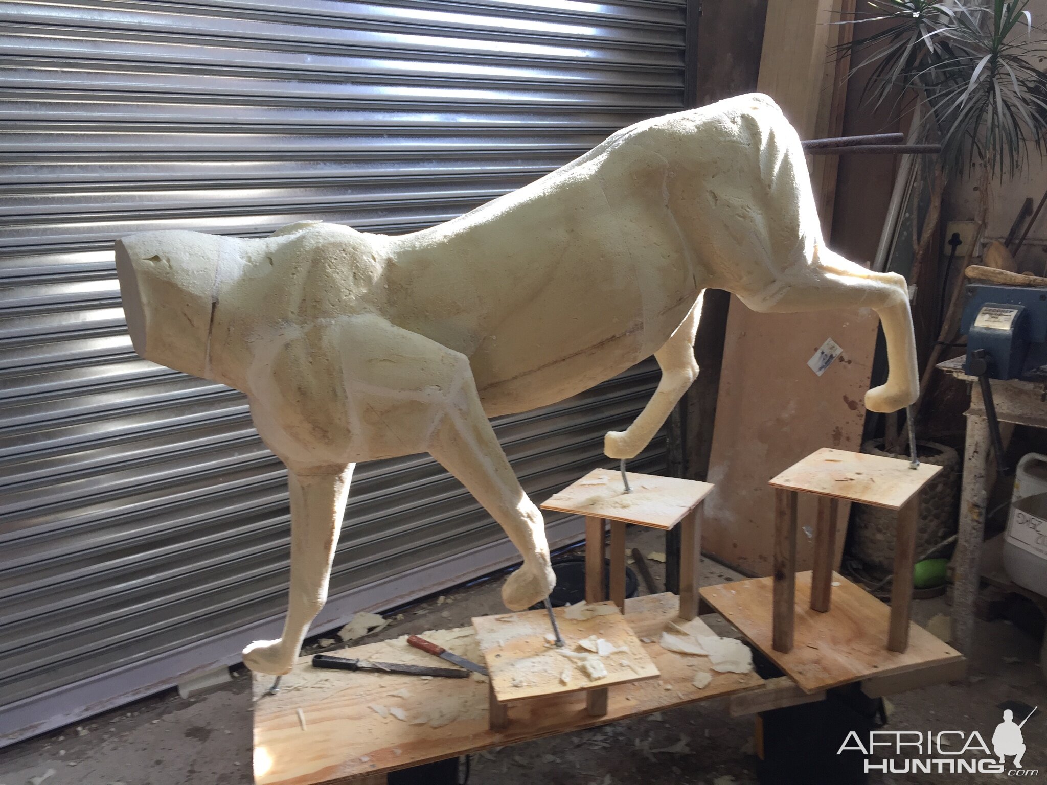 Lioness Full Mount Taxidermy Process