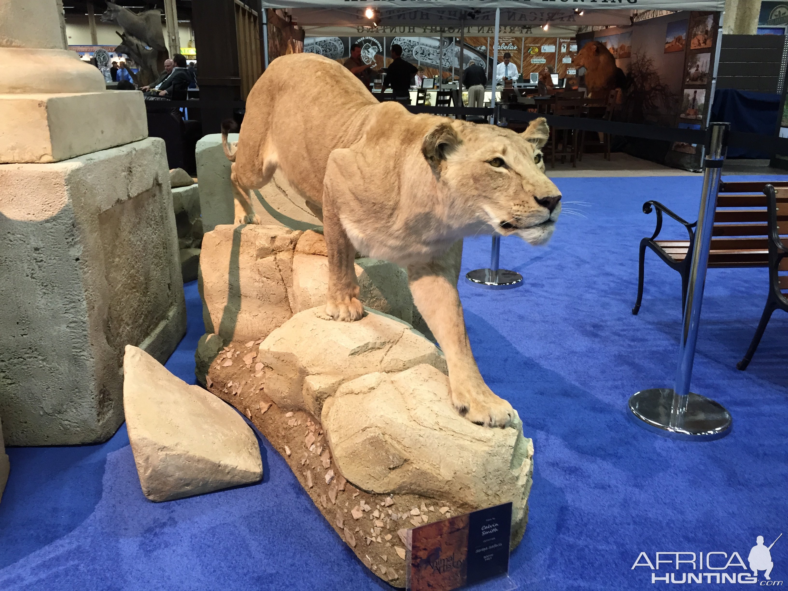 Lioness full mount taxidermy