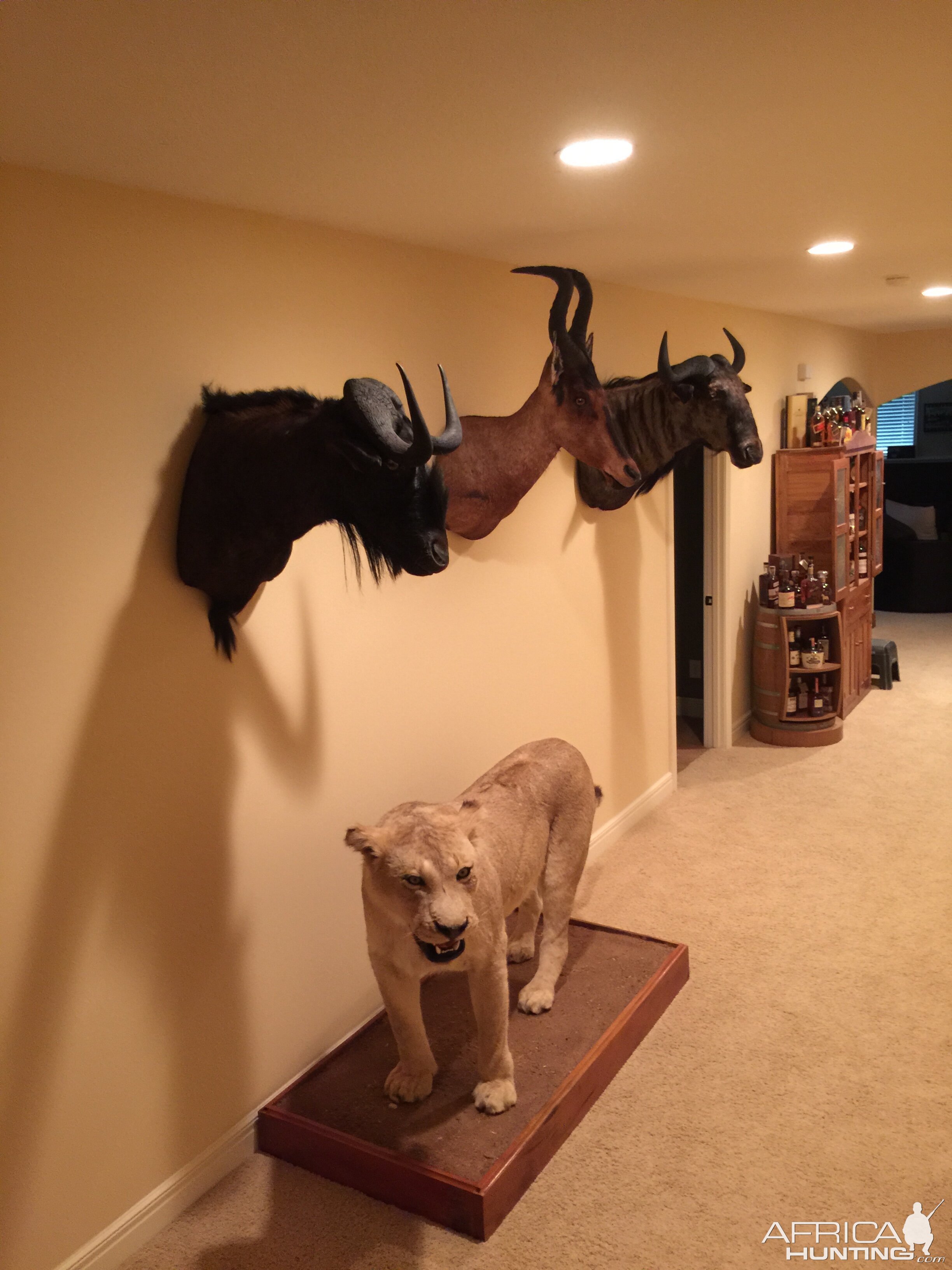 Lioness Full Mount Taxidermy