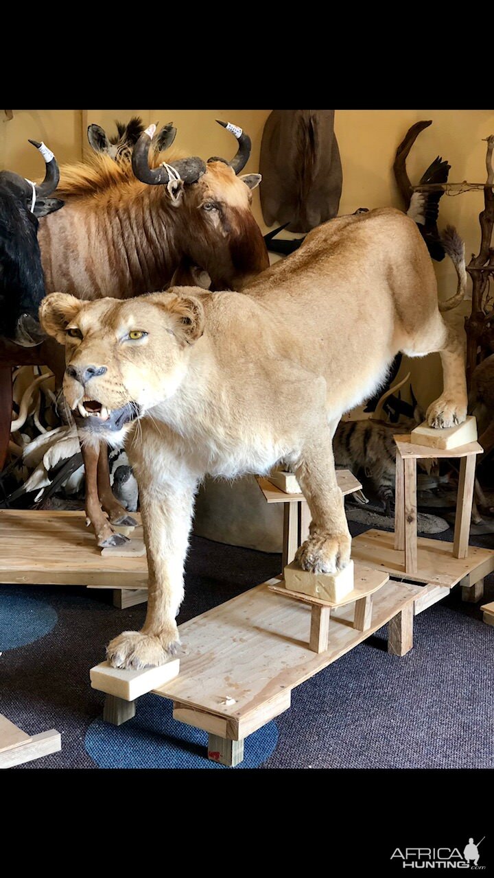 Lioness Full Mount Taxidermy