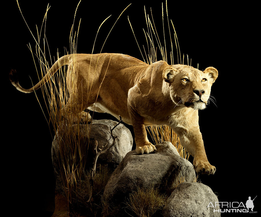 Lioness Full Mount Taxidermy