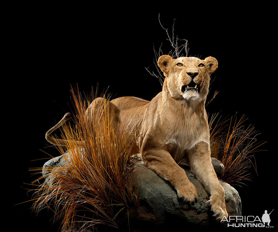 Lioness Full Mount Taxidermy