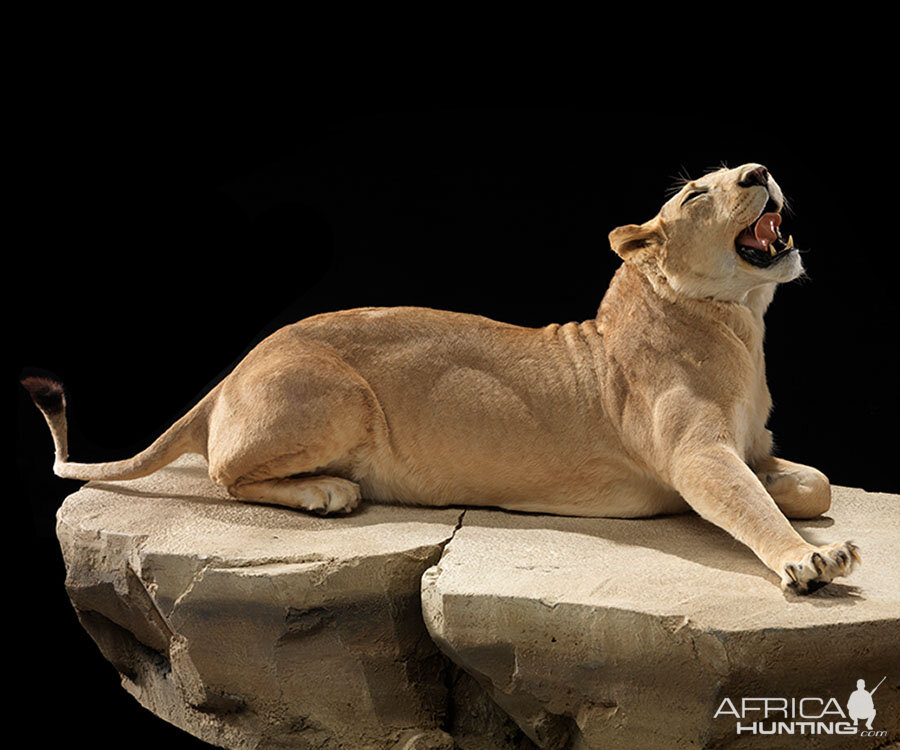 Lioness Full Mount Taxidermy