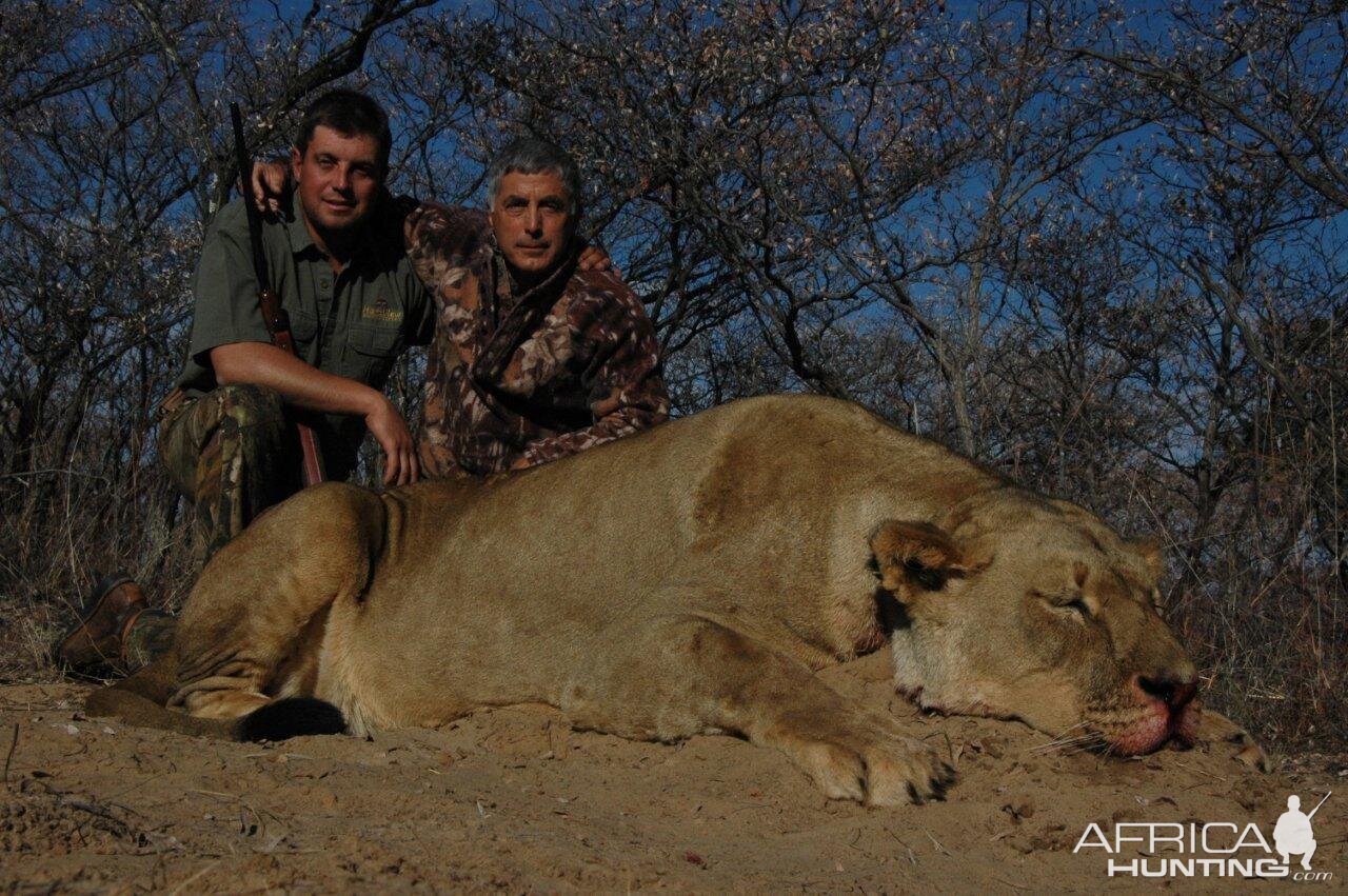 Lioness Hunt in South Africa