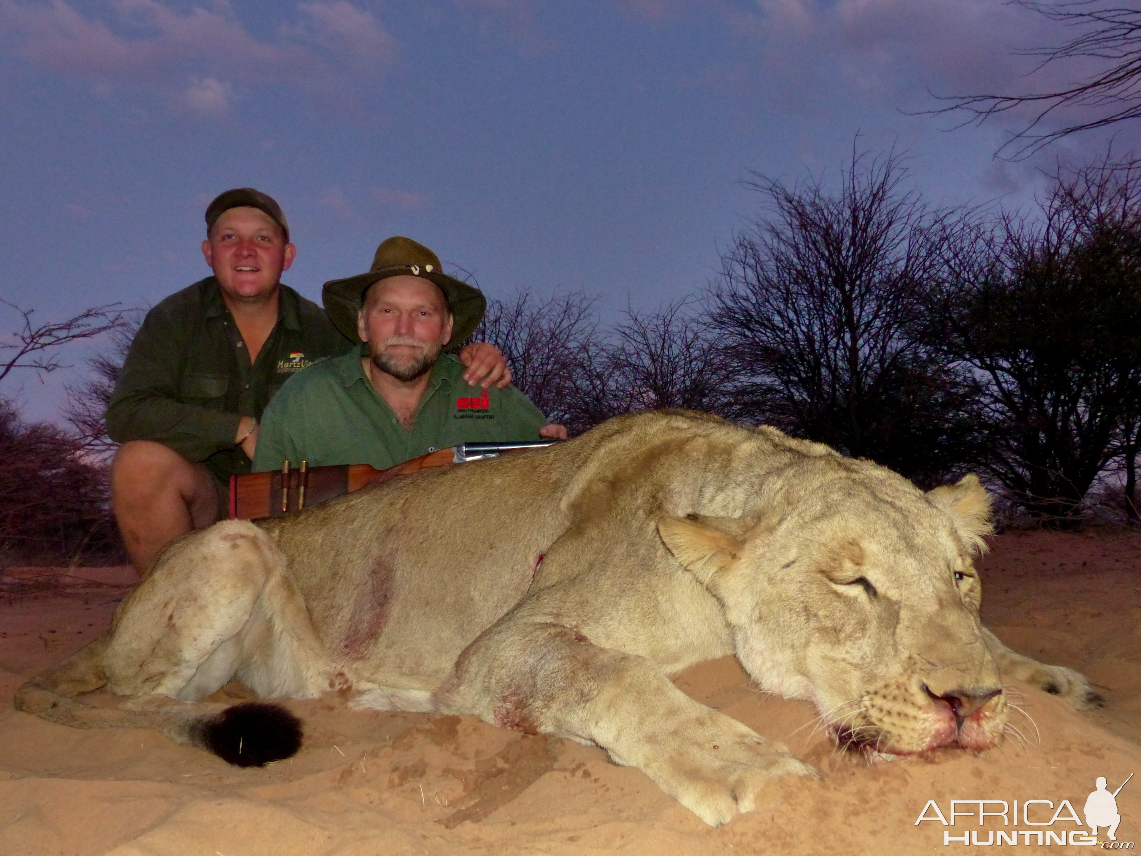 Lioness Hunt in South Africa