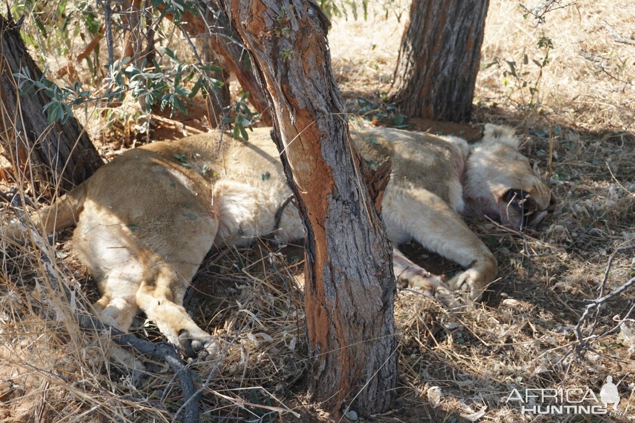 Lioness Hunt in South Africa