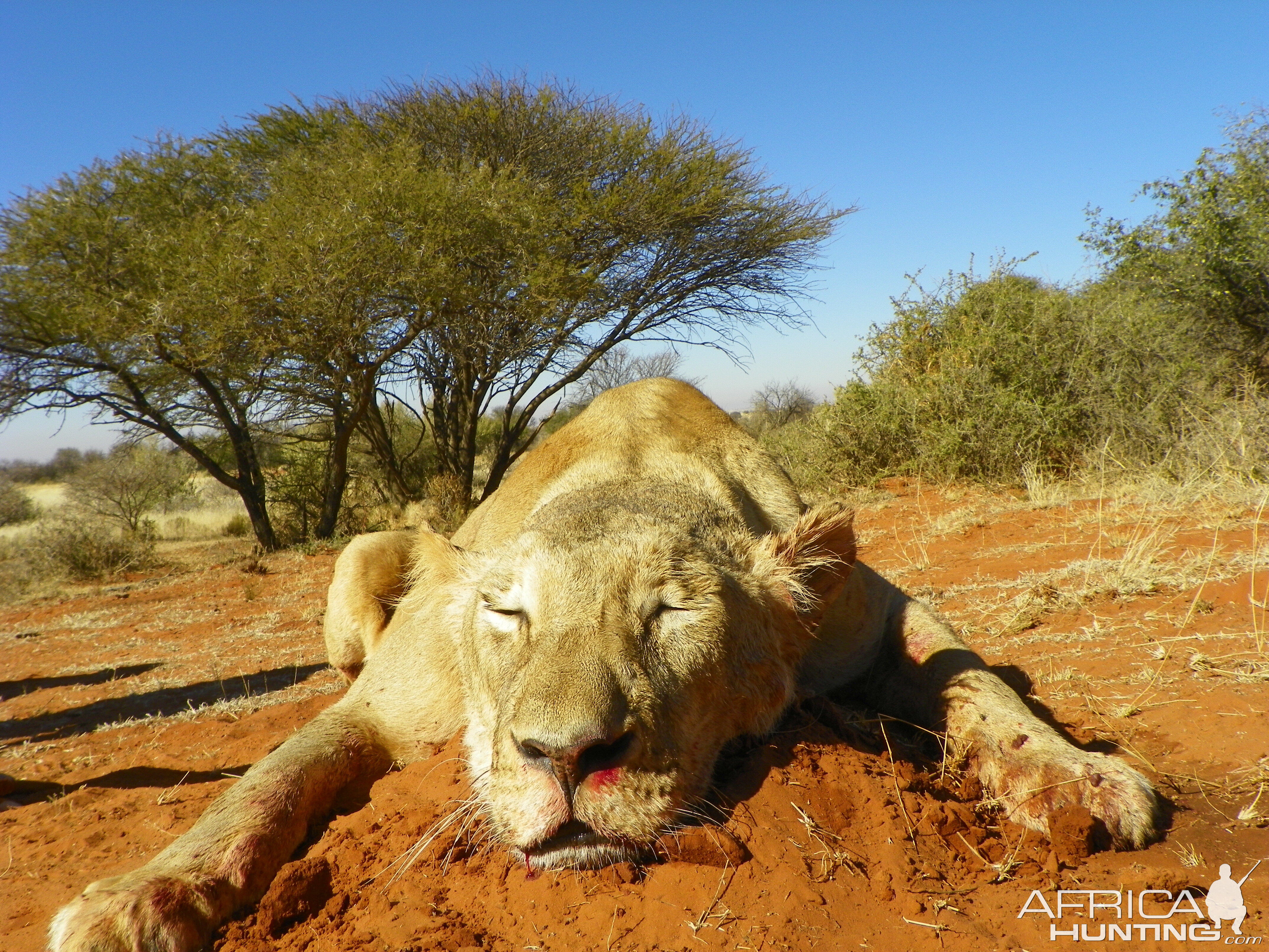 Lioness Hunt in South Africa