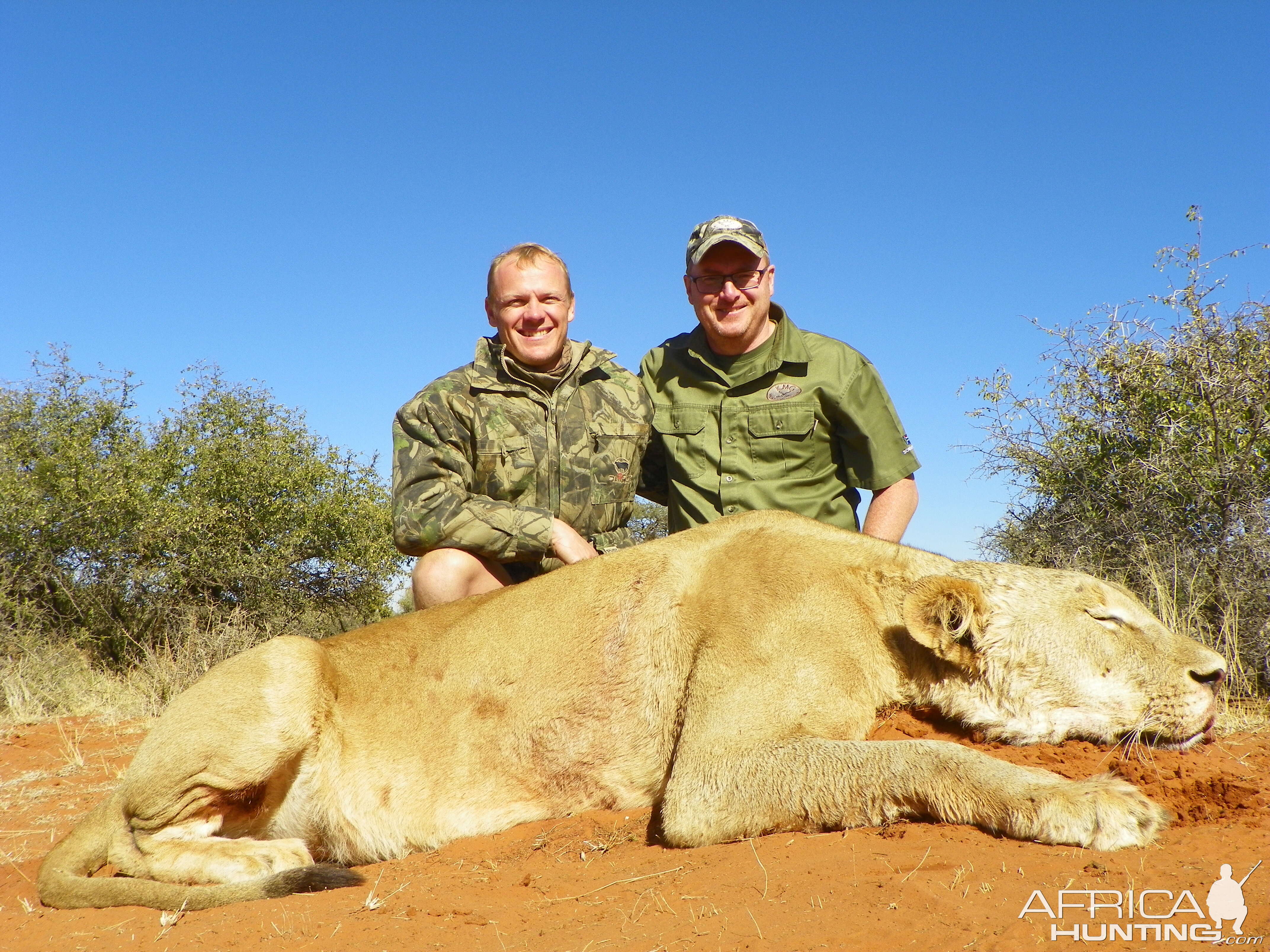 Lioness Hunt in South Africa