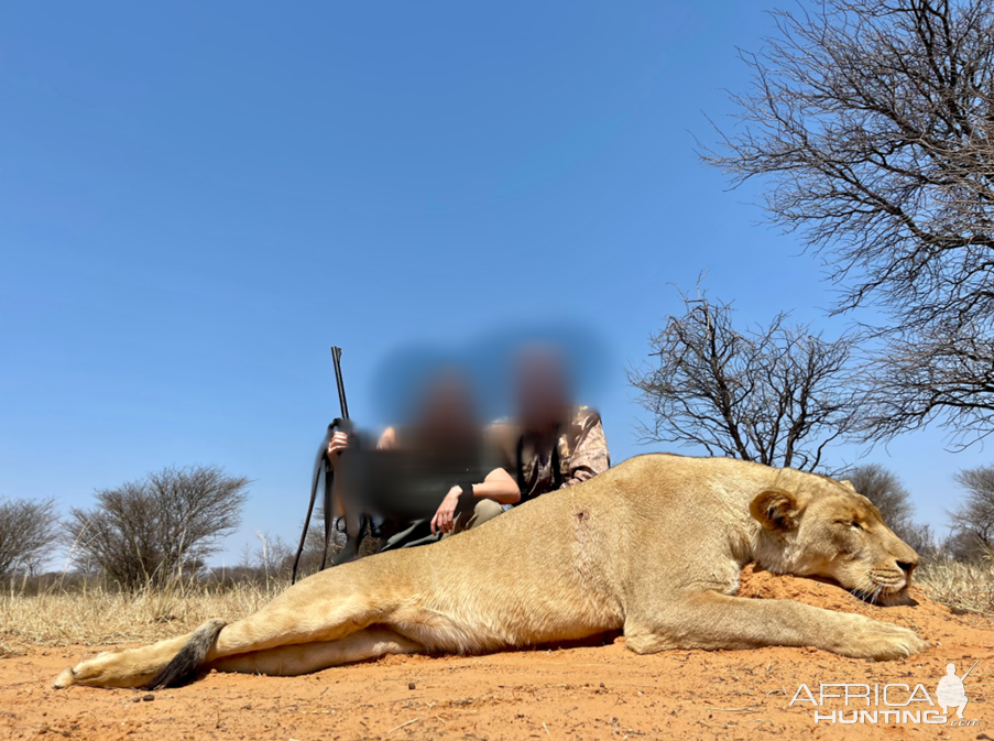 Lioness Hunt Kalahari South Africa