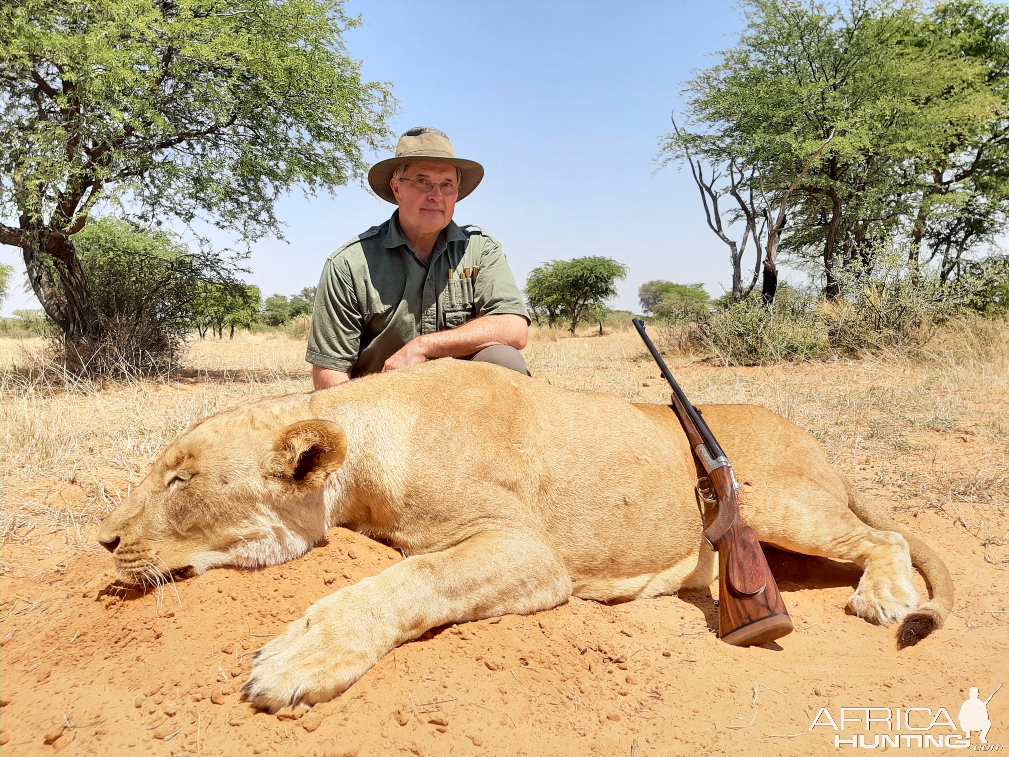 Lioness Hunt Kalahari South Africa