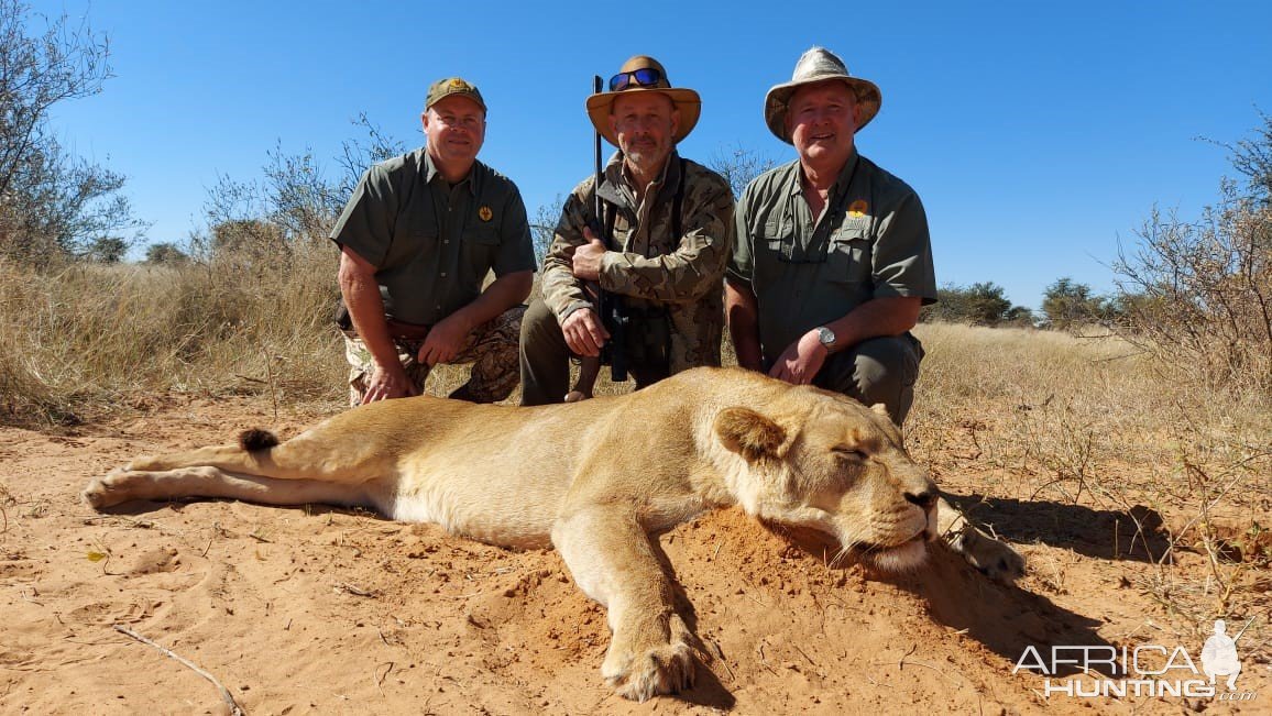 Lioness Hunt Kalahari South Africa