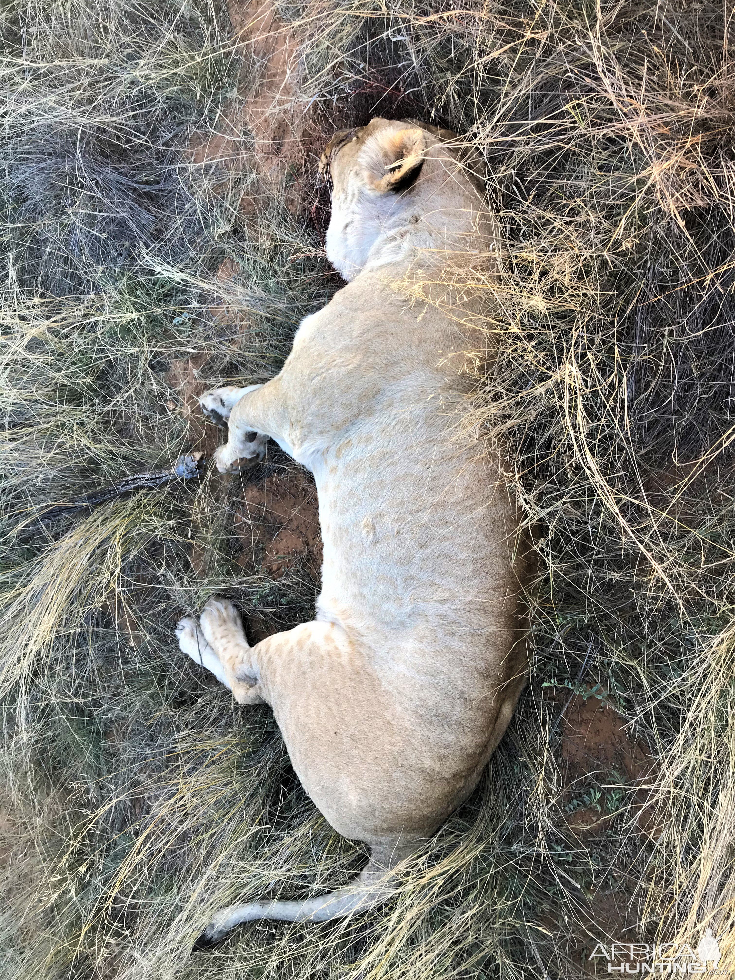 Lioness Hunt Kalahari South Africa