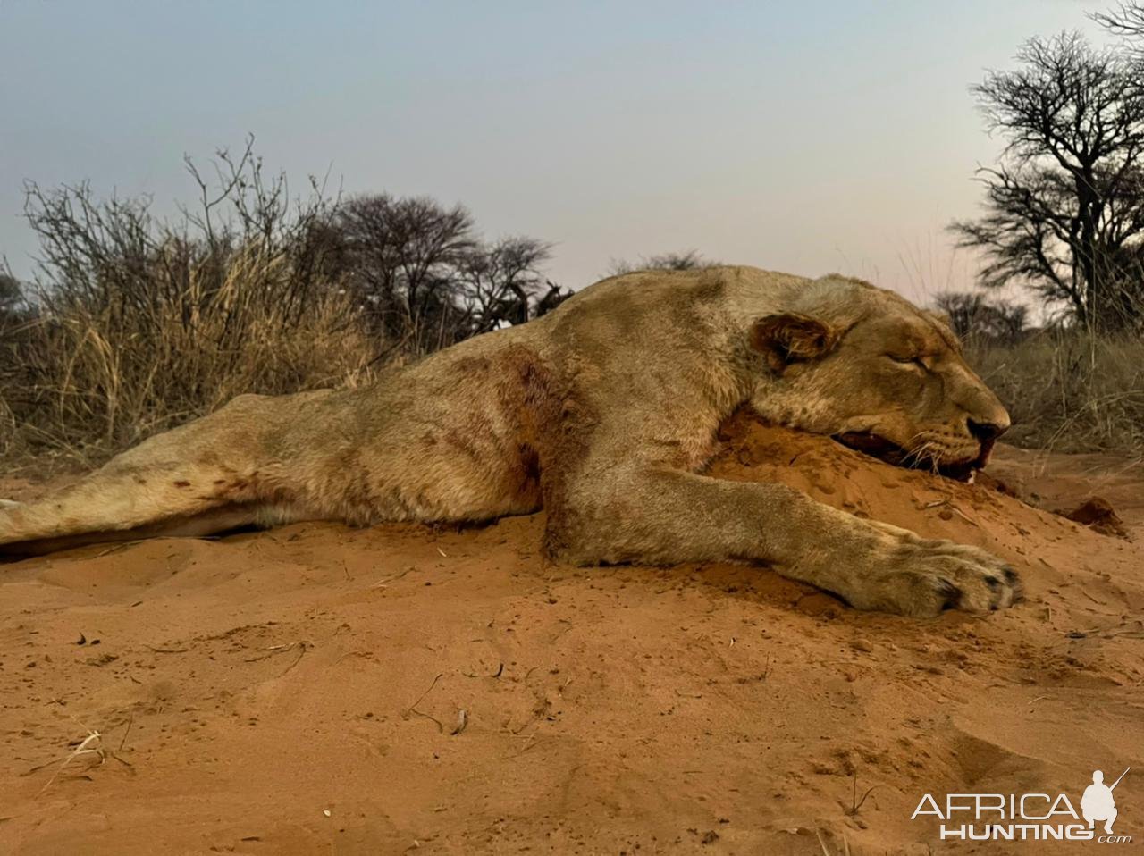 Lioness Hunt South Africa