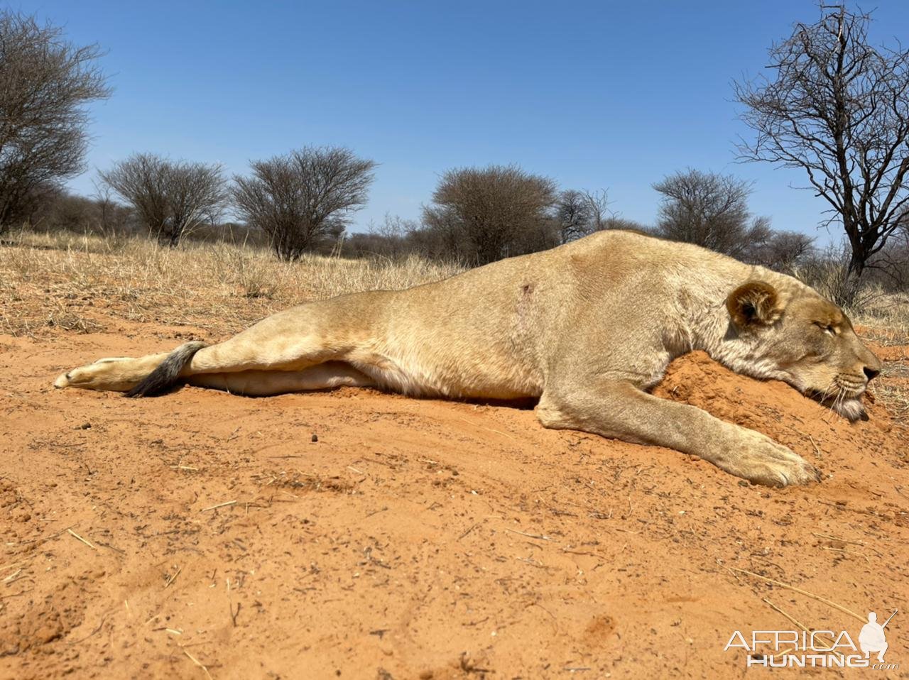 Lioness Hunt South Africa