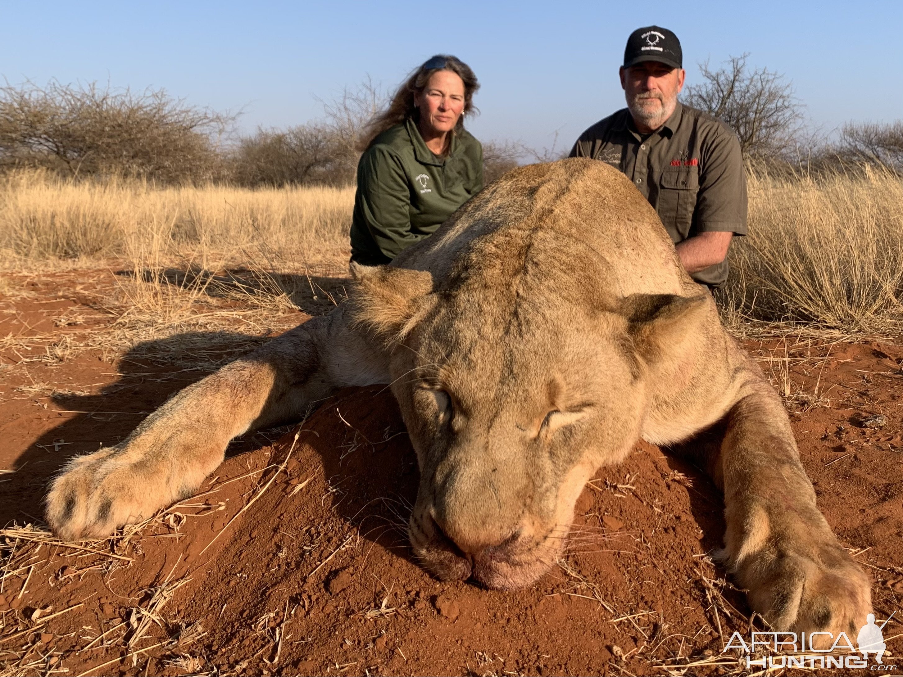 Lioness Hunt South Africa