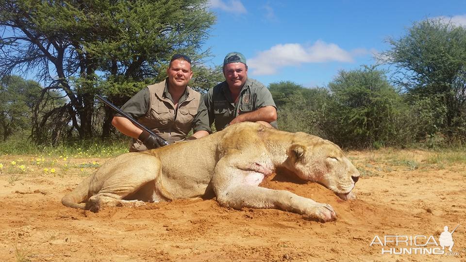 Lioness Hunt South Africa