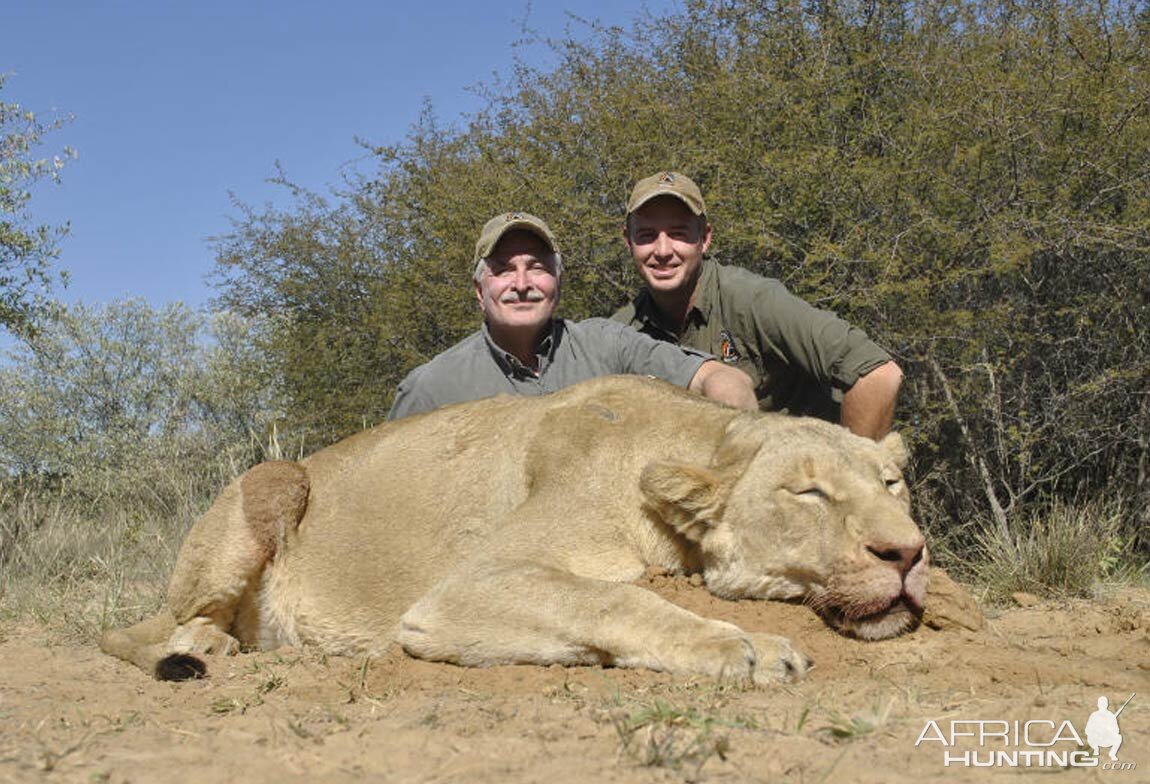 Lioness Hunt South Africa