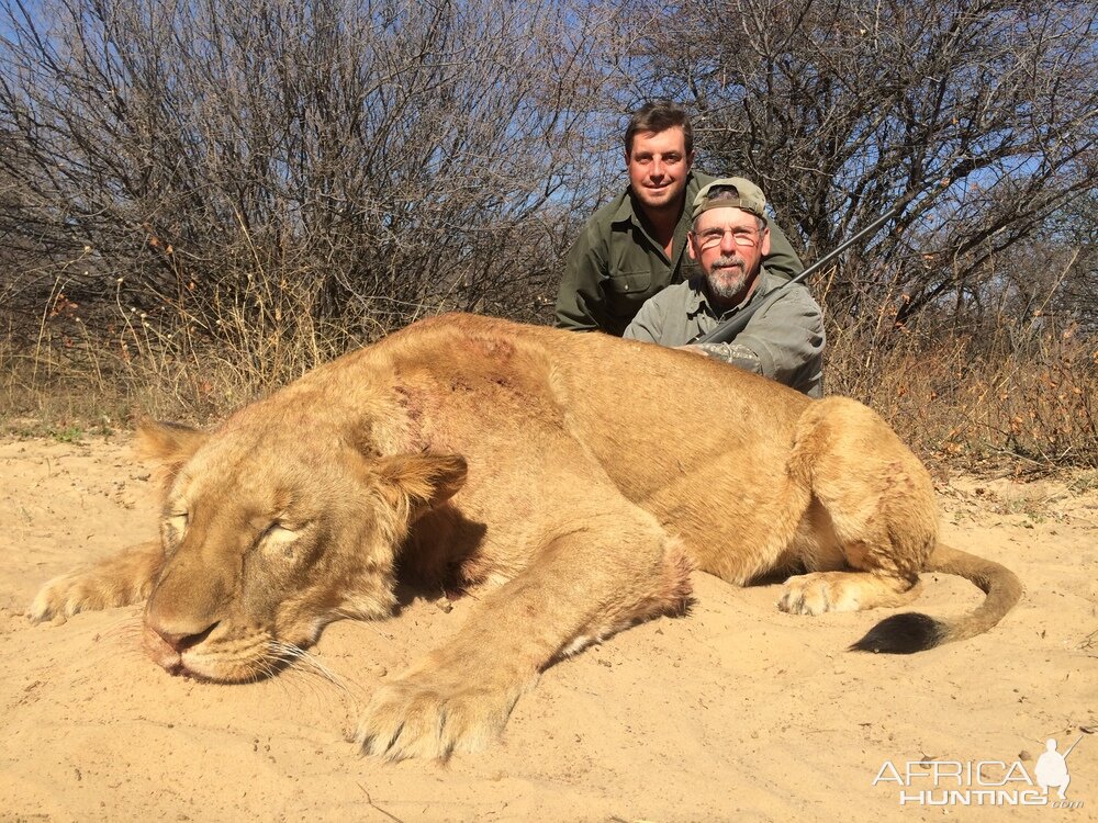 Lioness Hunt South Africa